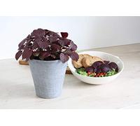 Pianta di Perilla Shiso "Basilico giapponese" su vaso cm 12 BIO