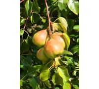 Pianta di Pero Albero vero da Frutta Pera Varietà mix età 2 anni innestata