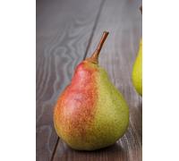 Pianta di Pero Albero vero da Frutta Pera Varietà mix età 2 anni innestata