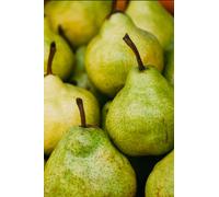 Pianta di Pero Albero vero da Frutta Pera Varietà mix età 2 anni innestata