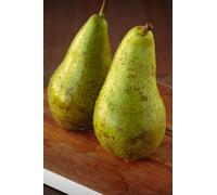 Pianta di Pero Albero vero da Frutta Pera Varietà mix età 2 anni innestata