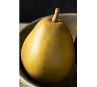 Pianta di Pero Albero vero da Frutta Pera Varietà mix età 2 anni innestata