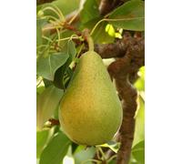 Pianta di Pero Albero vero da Frutta Pera Varietà mix età 2 anni innestata