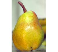 Pianta di Pero Albero vero da Frutta Pera Varietà mix età 2 anni innestata