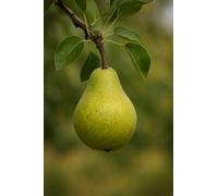 Pianta di Pero Albero vero da Frutta Pera Varietà mix età 2 anni innestata