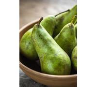 Pianta di Pero Albero vero da Frutta Pera Varietà mix età 2 anni innestata