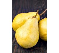 Pianta di Pero Albero vero da Frutta Pera Varietà mix età 2 anni innestata