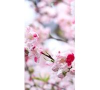Pianta di Pesco da Fiore Variegato Rosa/Biancoin vado da 20