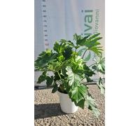 PIANTA DI PHILODENDRON SELLOUM SHANGRI-LA IN VASO 20 CM (foto reale) DA INTERNO