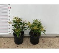 PIANTA DI PIERIS FOREST FLAME VASO CLT 3 ALTEZZA 30/40 CM (foto reale)