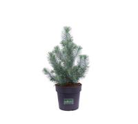 Pianta di Pino Pinus Pinea Silver Crest conifera vera ornamentale da esterno