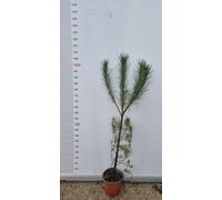PIANTA DI PINUS PINEA IN VASO 18 CM (foto reale) PINO DA PINOLI