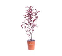 Pianta di Prunus X Cistena Ciliegio da Fiore arbusto vero ornamentale da esterno