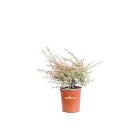 Pianta di Pyracantha Nana Variegata o Agazzino Nano Variegato pianta da esterno cespuglio compatto bacche rosse pianta ornamentale vera venduta da eGarden.store