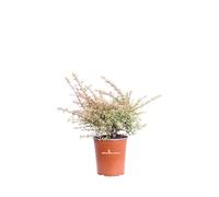 Pianta di Pyracantha Nana Variegata vera bacche rosse ornamentale da esterno