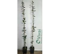 PIANTA DI QUERCIA "LECCIO " cm 140/160 in vaso (foto reali) quercus ilex