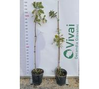 PIANTA DI QUERCUS ROBUR QUERCIA COMUNE IN VASO 20 CM ALTEZZA 100/110 CM