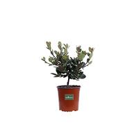 Pianta di Rhaphiolepis Umbellata Pianta di Biancospino Indiano pianta da esterno cespuglio di Rhaphiolepis pianta ornamentale a fiore rosa pianta vera venduta da eGarden.store (Vaso 17 cm)