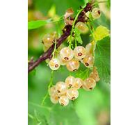 Pianta di Ribes Bianco Albero di Ribes Bianco Età 2 anni Pianta da frutto di Ribes Bianco in vaso Pianta vera di Ribes Sativum venduta da eGarden.store
