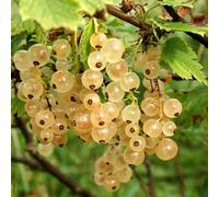 Pianta di Ribes Bianco in vaso da 20 cm
