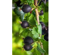Pianta di Ribes Josta Ribes Nigridolaria ver frutto da mangiare da esterno