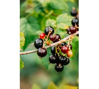 Pianta di Ribes Nero Albero di Ribes Nero Età 2 anni Pianta da frutto di Ribes Nero in vaso Pianta vera di Ribes Nigrum venduta da eGarden.store