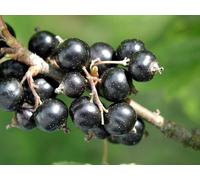 Pianta di Ribes Nero in vaso da 20 cm