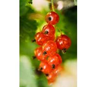 Pianta di Ribes Rosso Albero di Ribes Rosso Età 2 anni Pianta da frutto di Ribes Rosso in vaso Pianta vera di Ribes Rosso venduta da eGarden.store