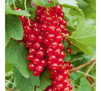 Pianta di Ribes Rosso in vaso da 20 cm