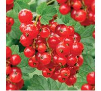 PIANTA DI RIBES ROSSO" JONKHEER VAN TETS®" 100% BIOLOGICA