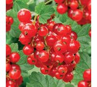 PIANTA DI RIBES ROSSO " JONKHEER VAN TETS®" 100% BIOLOGICO (1 pianta)