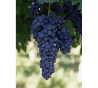pianta di ribes rosso-nero-bianco pianta da frutto frutti di bosco pianta vera
