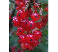 pianta di ribes rosso-nero-bianco pianta da frutto frutti di bosco pianta vera