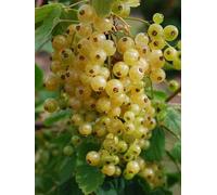 pianta di ribes rosso-nero-bianco pianta da frutto frutti di bosco pianta vera
