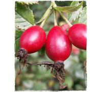 Pianta di ROSA CANINA - in vaso 18 cm h. 70/80 cm.