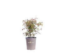 Pianta di Rosa Chinensis Mutabilis pianta ornamentale da esterno giardino terrazzo balcone pianta vera fiore multicolore venduta da eGarden.store
