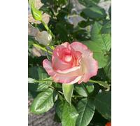 Pianta di Rosa Grandiflora cespuglio di rosa fiori grandi vari colori pianta ornamentale da esterno pianta vera venduta da eGarden.store (Rosa Chiaro)