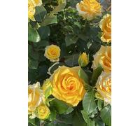 Pianta di Rosa Grandiflora cespuglio di rosa fiori grandi vari colori pianta ornamentale da esterno pianta vera venduta da eGarden.store (Giallo)