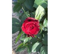 Pianta di Rosa Grandiflora cespuglio di rosa fiori grandi vari colori pianta ornamentale da esterno pianta vera venduta da eGarden.store (Rosso)