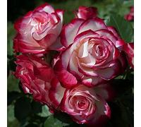 Pianta di rosa JUBILE PRINCE DE MONACO meilland rosai piante rose fiori giardino