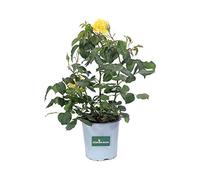 Pianta di Rosa Paesaggistica Pianta di Rosa rifiorente pianta da esterno pianta da giardino pianta di Rosa ornamentale pianta di Rosa vera venduta da eGarden.store (Gialla)
