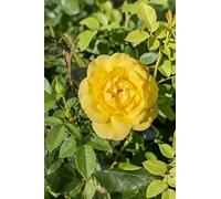 Pianta di Rosa Rifiorente vari colori pianta ornamentale da esterno cespugio di rosa da giardino pianta vera venduta da eGarden.store (Giallo)