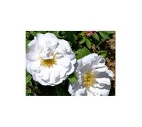 Pianta di Rosa Rugosa Bianca in vaso 2 litri h 70/100 cm Vivaio di Castelletto