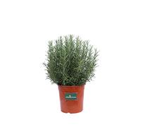 Pianta di Rosmarino Eretto Pianta di Rosmarinus Officinalis Erectus pianta da esterno pianta da giardino cespuglio ornamentale di Rosmarino pianta vera venduta da eGarden.store (Vaso 17 cm)