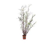 Pianta di Ruellia Mexicana Pianta di Petunia messicana pianta da esterno pianta da fiore viola pianta ornamentale pianta vera venduta da eGarden.store