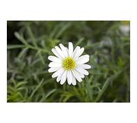 Pianta di Ruta Graveolens su Vaso 14 cm