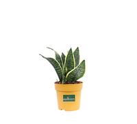 Pianta di Sansevieria Golden Hahnii Pianta di Sansevieria Trifasciata pianta ornamentale da interno pianta con foglie variegate pianta vera venduta da eGarden.store