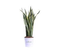 Pianta di Sansevieria Laurentii Lingua di Suocera pianta succulenta da interno pianta ornamentale variegata vera venduta da eGarden.store (Vaso 25 cm)