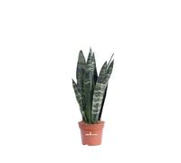 Pianta di Sansevieria Zeylanica pianta da interno pianta ornamentale di Sansevieria pianta da arredo pianta tropicale di Sansevieria Zeylanica pianta vera venduta da eGarden.store (Vaso 12 cm)