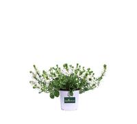 Pianta di Scaevola Pianta di Scevola pianta ornamentale pendente pianta vera pianta da esterno tappezzante pianta da fiore vari colori venduta da eGarden.store (Bianco)